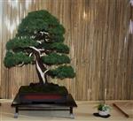 SBA-National Bonsai Exhibition 2014 (28).jpg